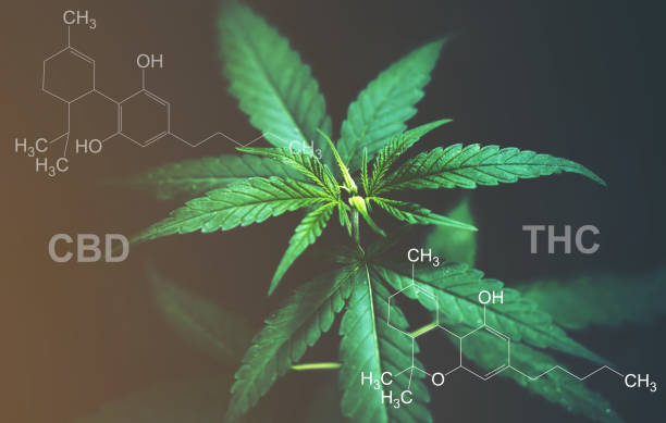Wat is het verschil tussen CBD en THC?
