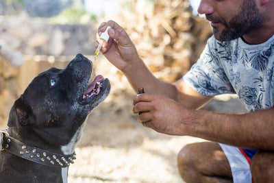 CBD voor dieren