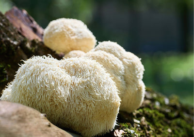 De werking van Lion’s Mane
