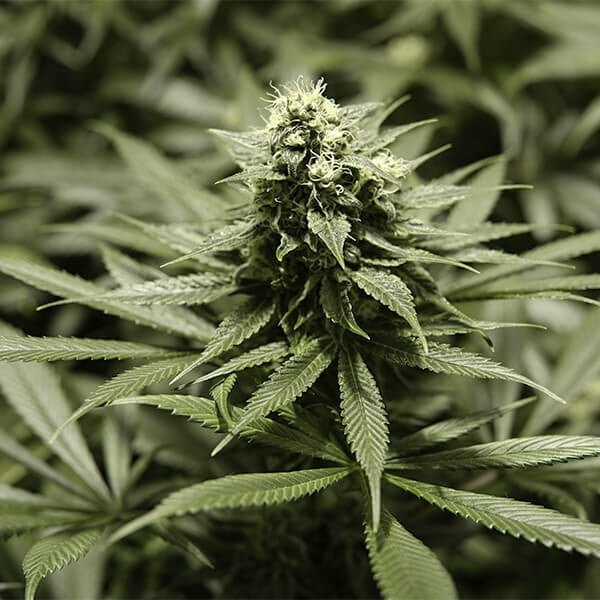 Close-up of flowering hemp plant with dense green leaves and buds