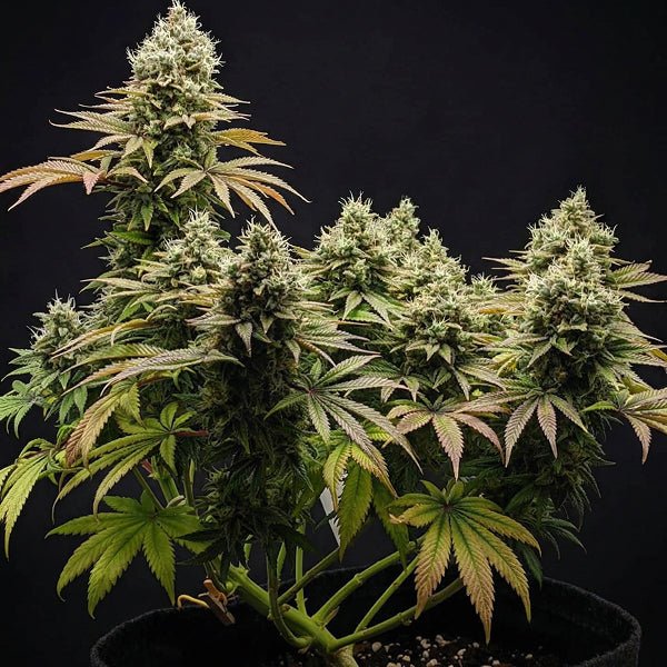 Lemon Shining Silver Haze plant with dense buds and green-purple leaves against dark background