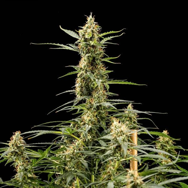 Royal Kush Automatic flowering plant with dense buds and green leaves against black background